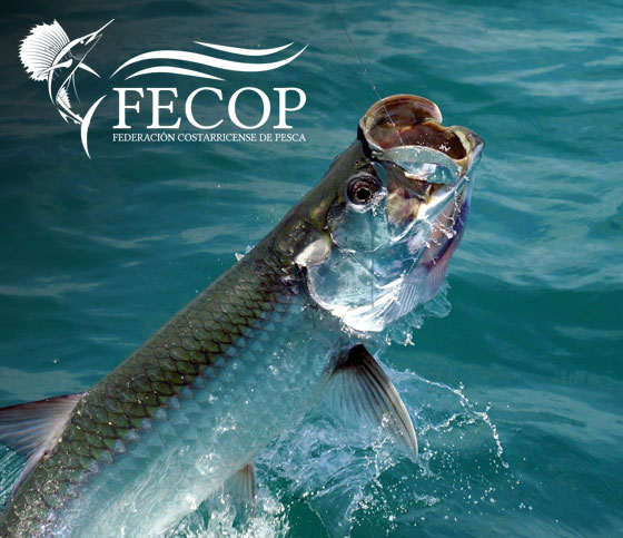 Tarpon Fishing Videos