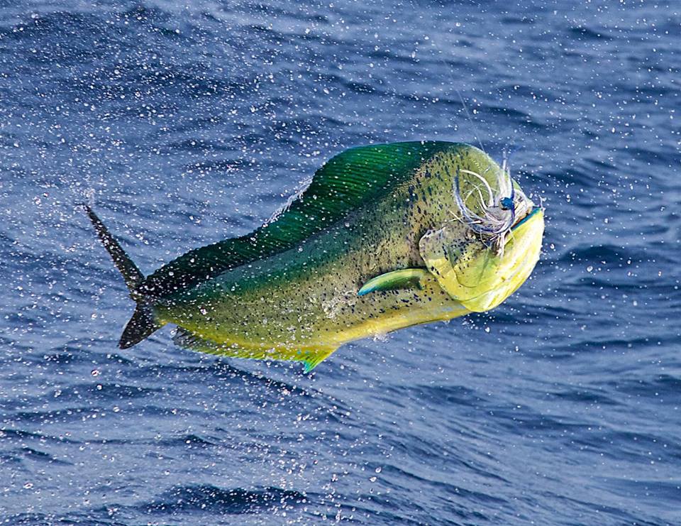 Bull Dorado on the Fly