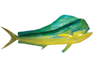 Male - Bull Dorado