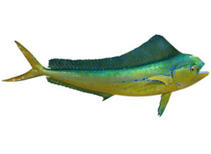 Female Dorado