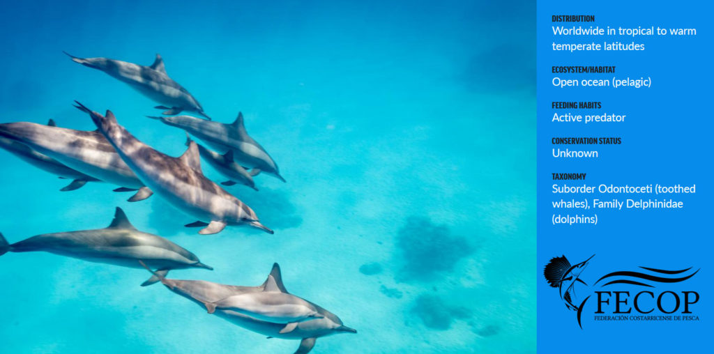 Costa Rica Spinner Dolphin