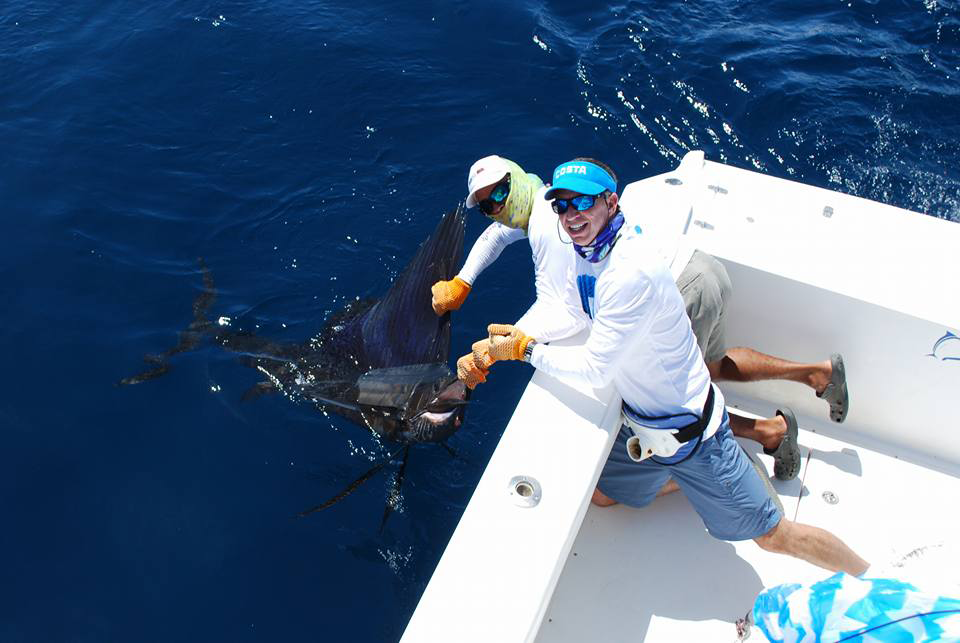 Costa RIca Sailfish worth more alive than dead