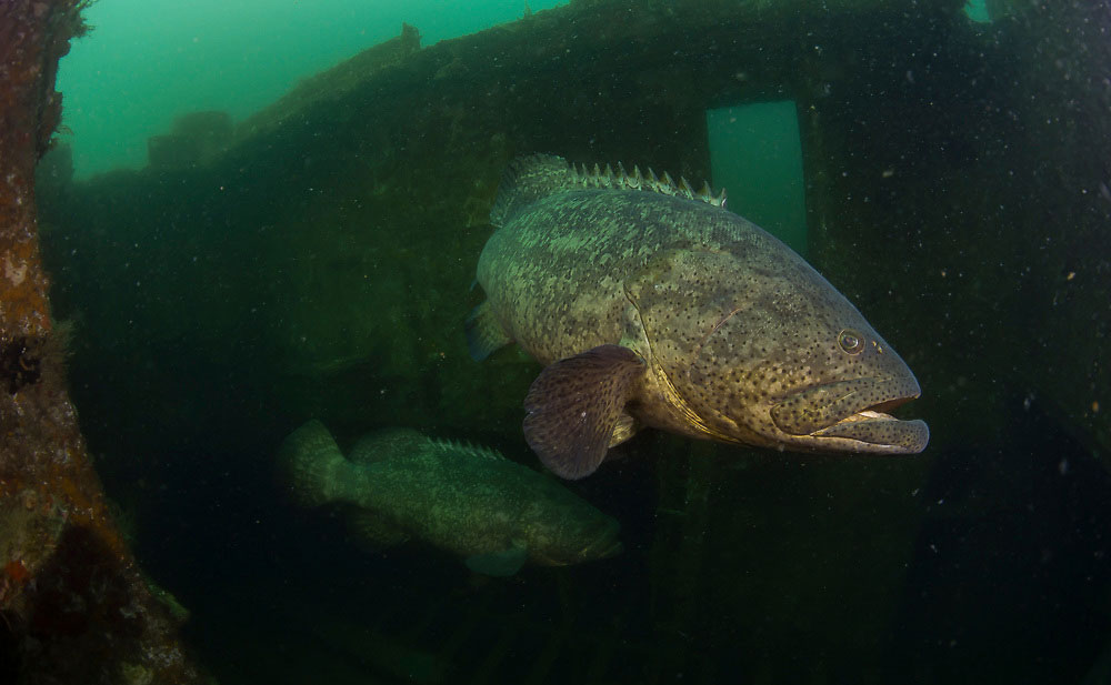 Goliath Grouper Artificial Reef