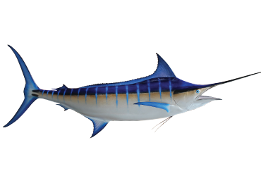 marlin fecop pacific