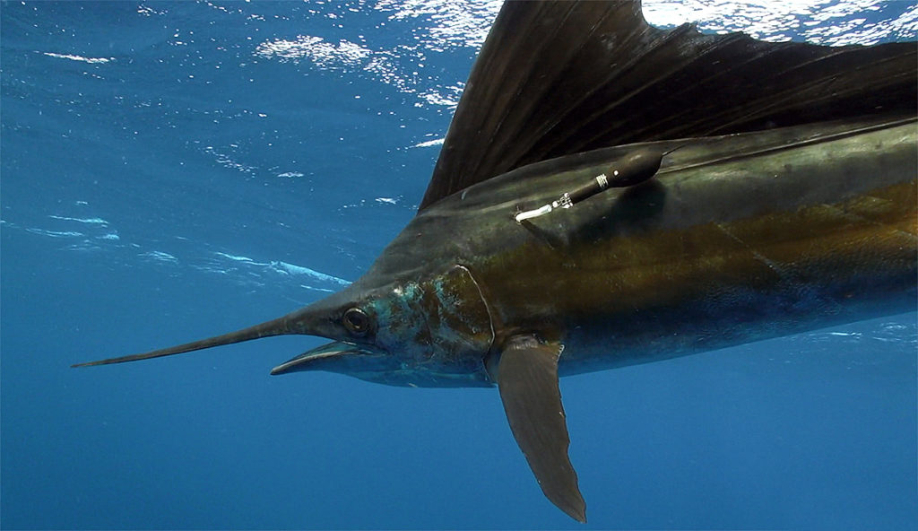 Costa Rica billfish tagging program