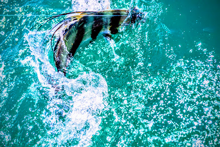 Costa Rica Roosterfish Tournament