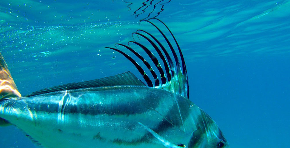 Roosterfish in Costa Rica