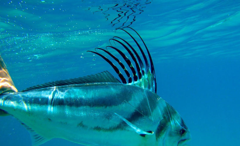 Roosterfish in Costa Rica
