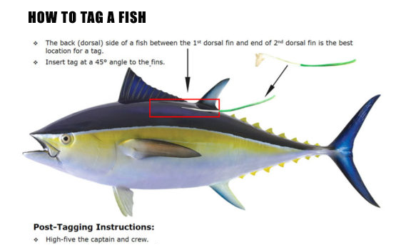 Cómo etiquetar un pescado