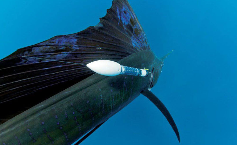 Costa Rica fishing Satelite Tagging Program