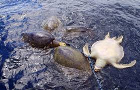 Sea turtle caught in Tuna Net