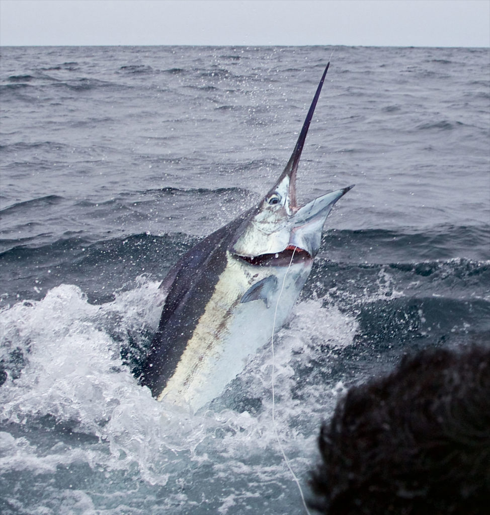 Collection 99+ Images show me a picture of a blue marlin Excellent