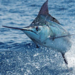 Costa Rica Marlin Fishing