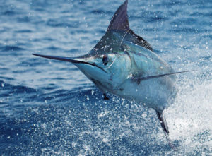 Costa Rica Marlin Fishing