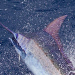 Pacific Blue Marlin