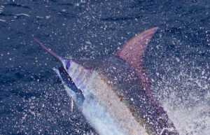 Pacific Blue Marlin