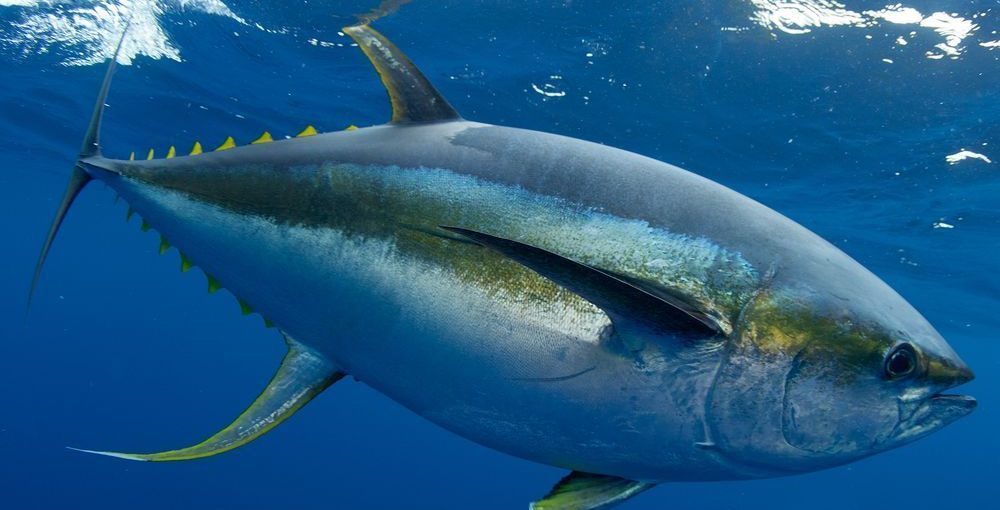 Yellowfin Tuna Costa Rica