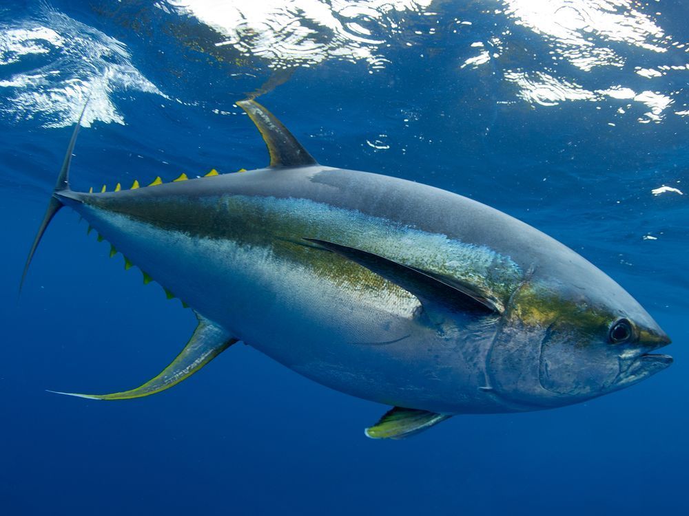 Yellowfin Tuna Costa Rica