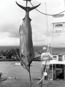 World Record Blue Marlin