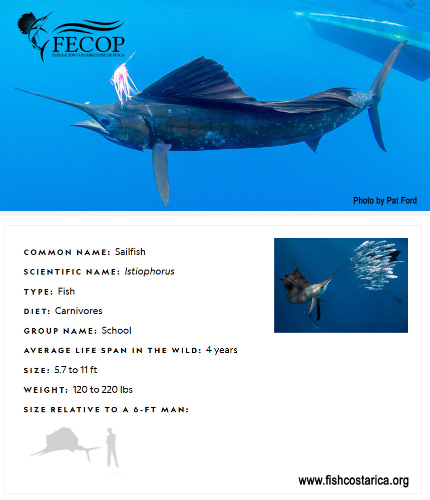 Datos del pez vela Costa Rica