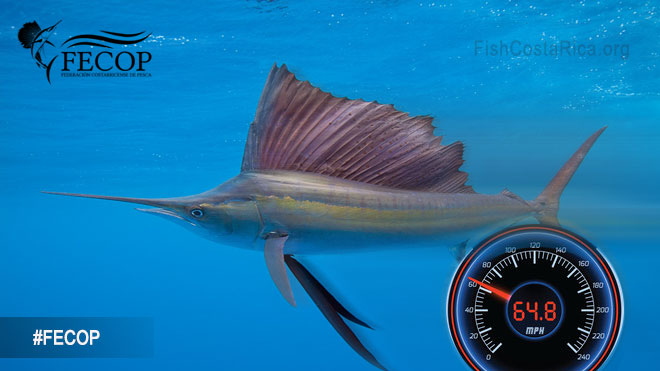Sailfish are the fastest fish in the sea