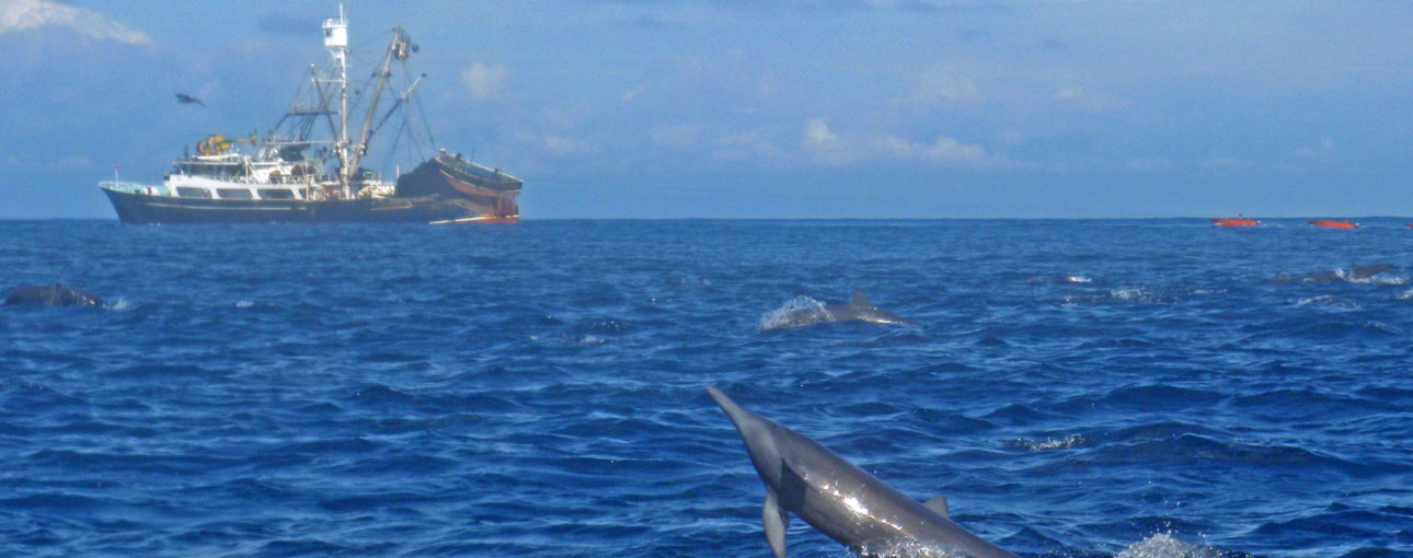 Delfines de pesca de atún Persein Commerical