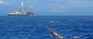 Delfines de pesca de atún Persein Commerical
