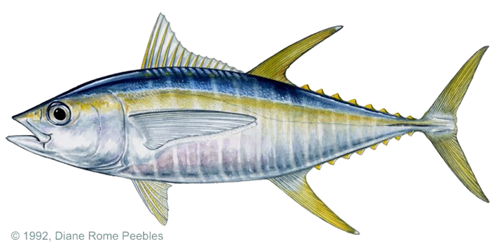 Yellowfin Tuna in Costa rica