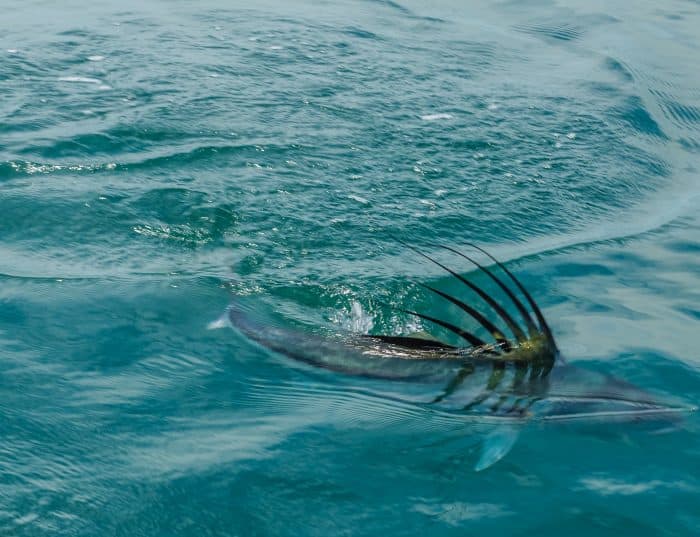 roosterfish on surface