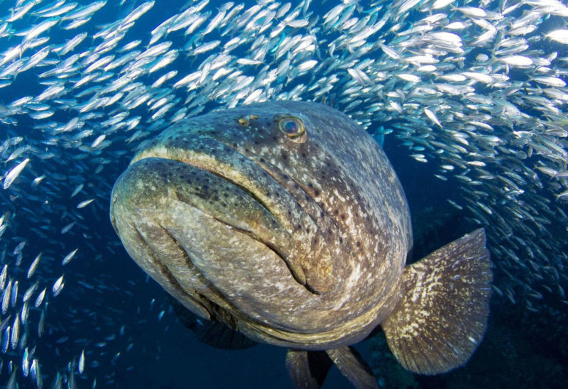 Características de la pesca en Costa Rica: Un pez me convirtió en ...