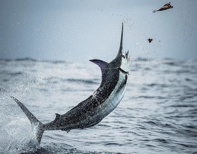 The Science of Offshore Fishing - FECOP