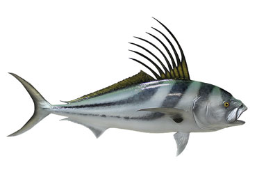 Costa Rica Roosterfish