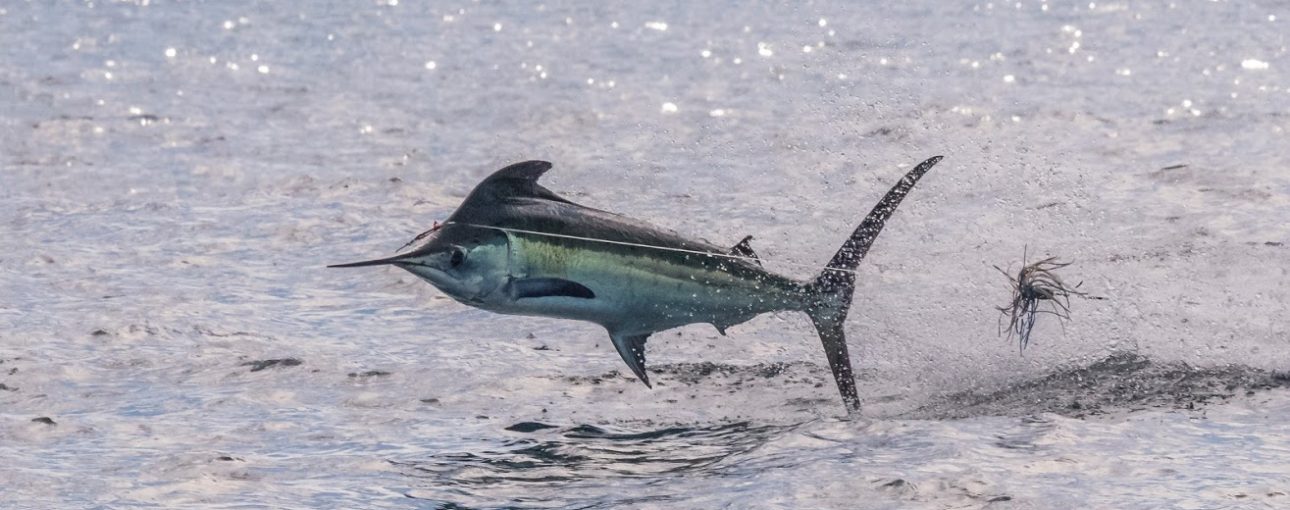 Costa Rica Marlin