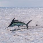 Marlin en Costa Rica