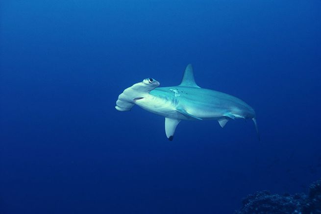 7 Cool Facts About Hammerhead Sharks – Costa Rica Fishing - FECOP