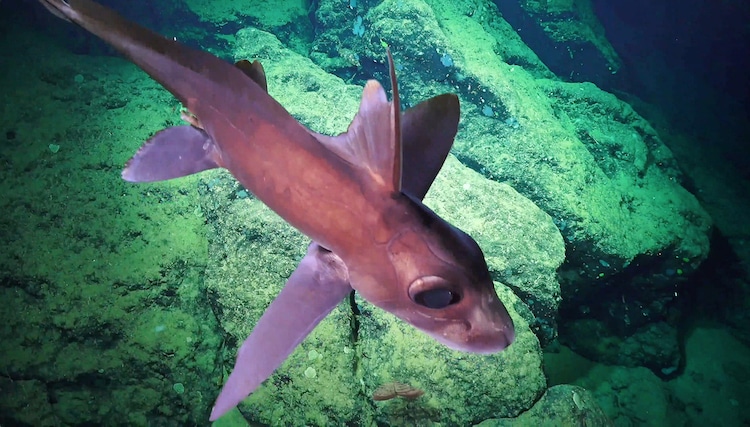 New Deep sea fish species and animal discoveries warrant expanded  protections in Costa Rica – Costa Rica Fishing - FECOP