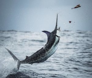 Costa Rica Fishing Tournament Calendar