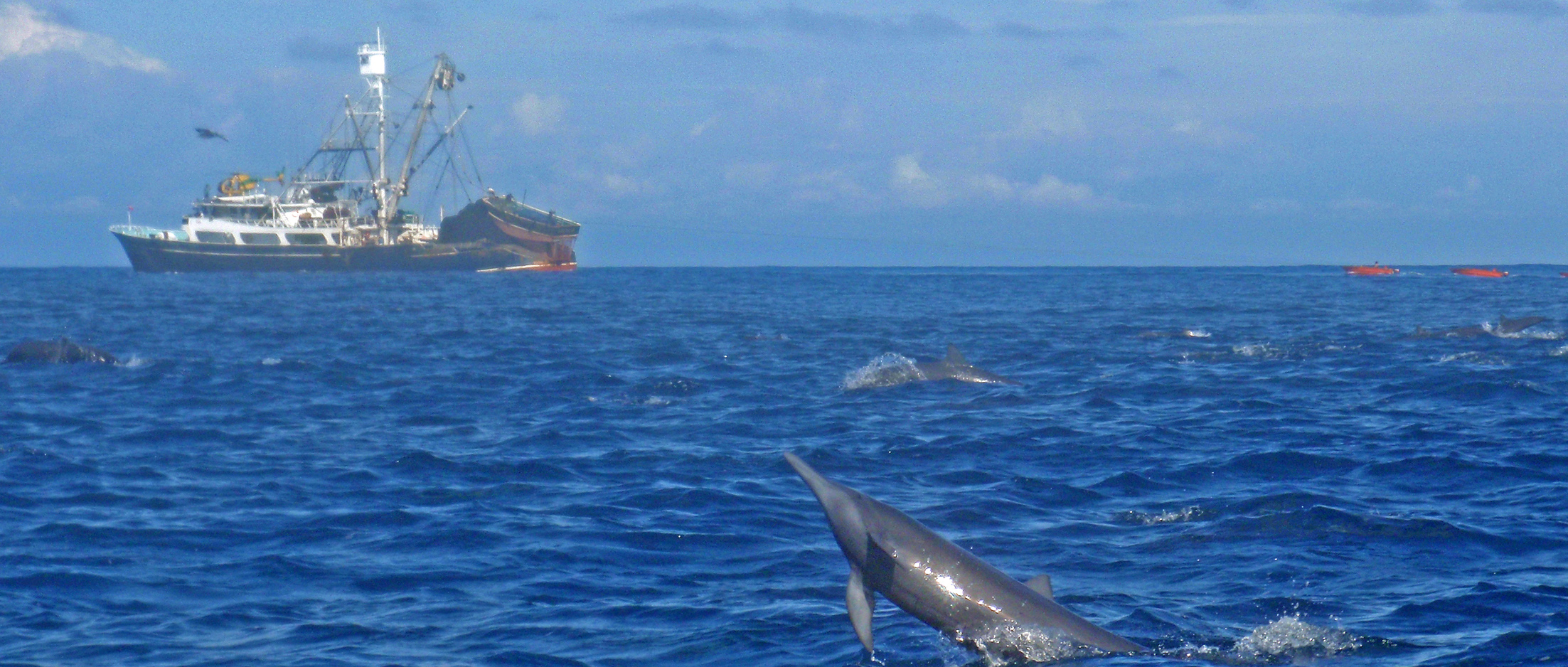 Costa Rica dolpins being killed