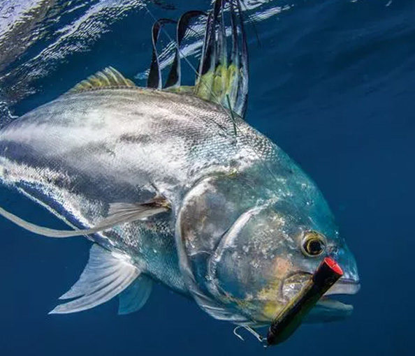 Rooster Fish 