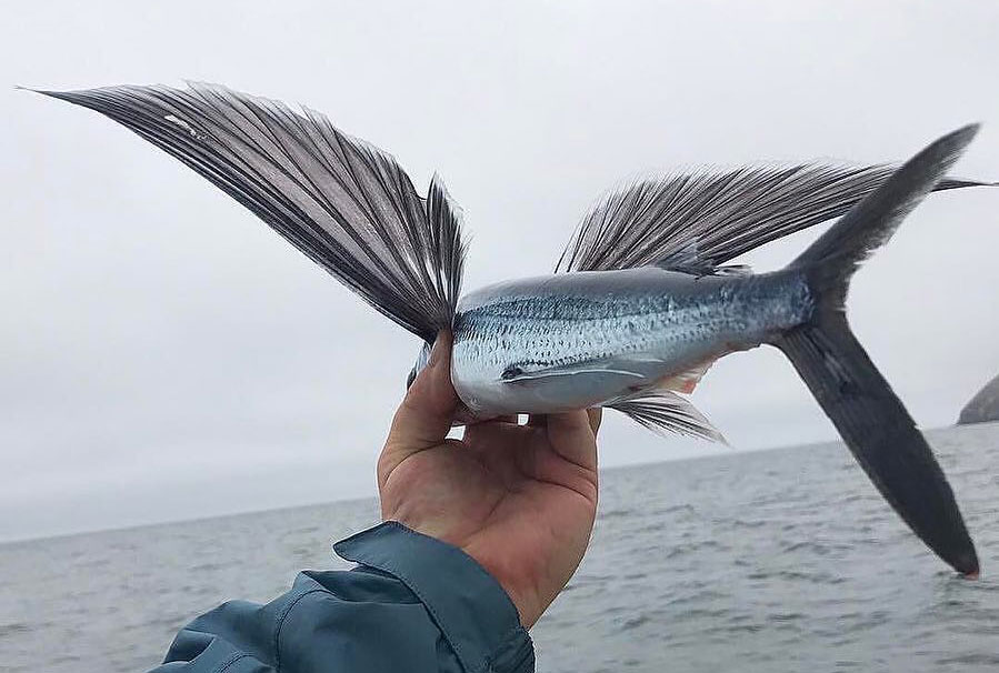 Do Flying Fish Actually Fly?  A Moment of Science - Indiana Public Media