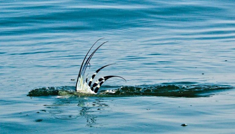 watch-the-costa-rica-roosterfish-sat-tag-study-from-channel-7-costa-rica-fishing-fecop