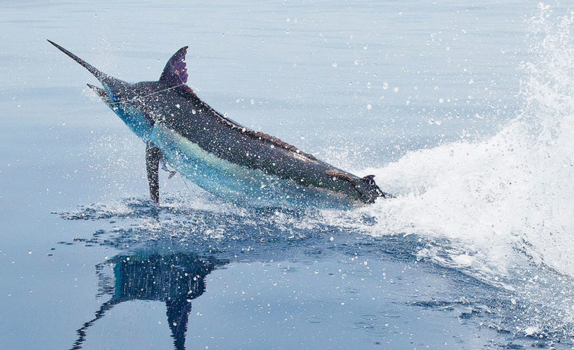 video de caza de marlin