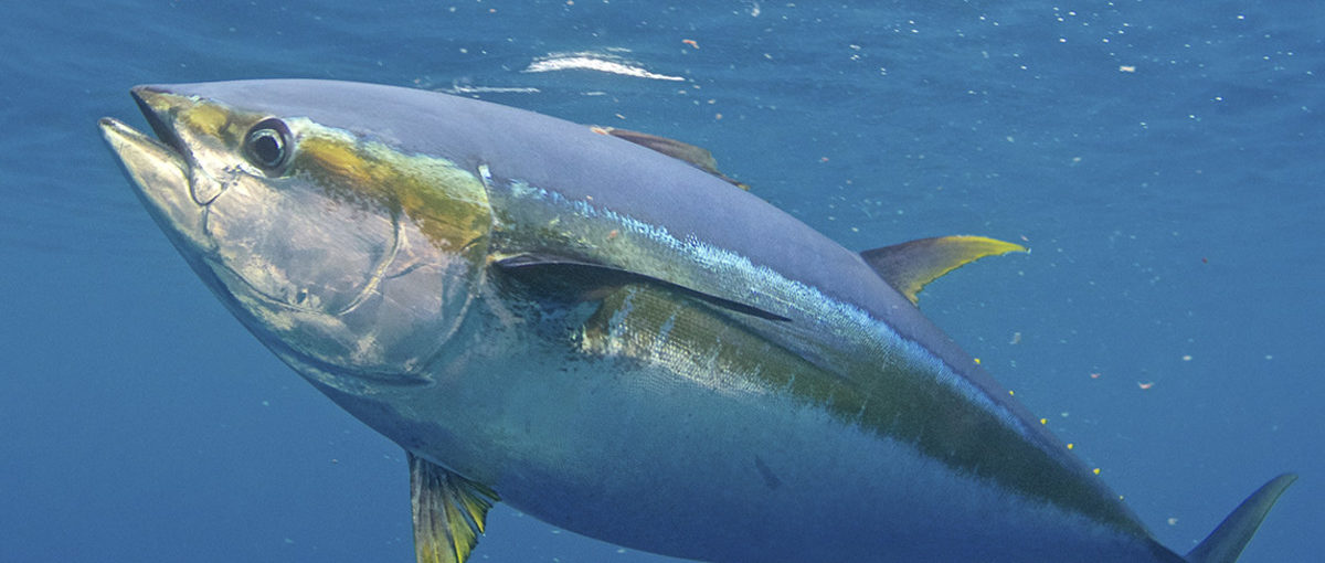 Costa Rica Tuna fishing