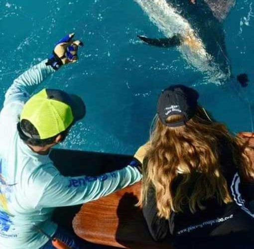 Tagging Marlin in Costa Rica
