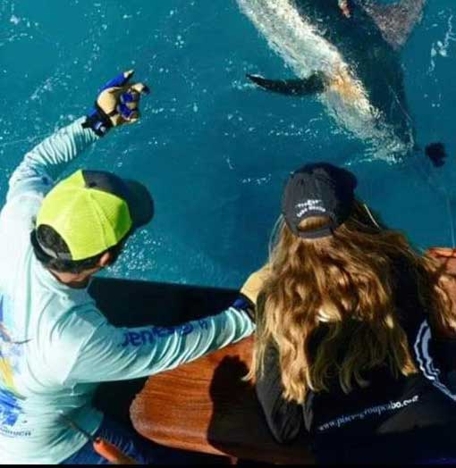 Tagging Marlin in Costa Rica