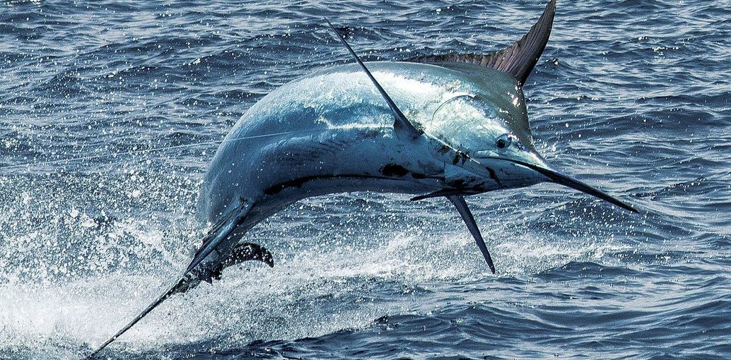 How to Catch Marlin