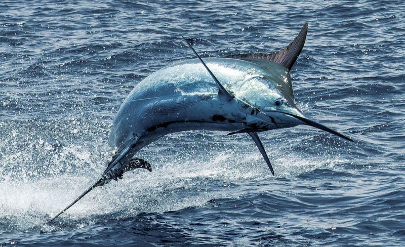 How to Catch Marlin