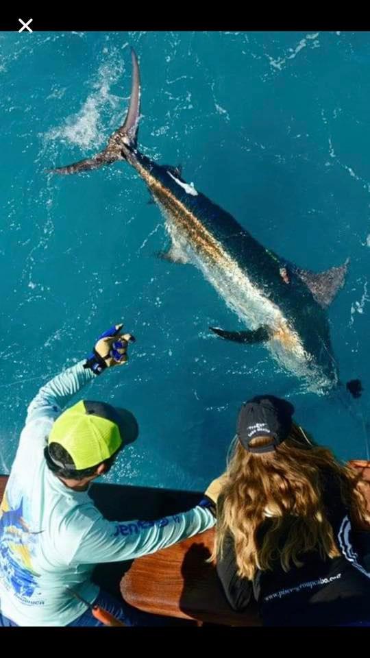 A succesful tag placed in blue marlin