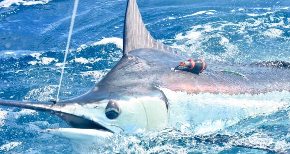 Tag and Release Marlin Fishing