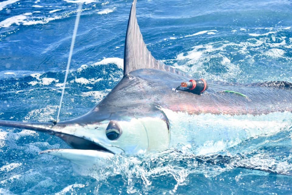 Tag and Release Fishing in Costa Rica